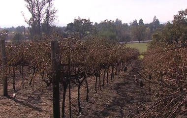 How will wildfire damage to California vineyards impact industry?