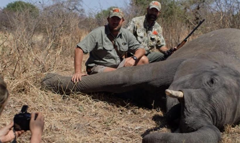 Trump to delay decision on importing elephant trophies Trump to delay decision on importing elephant trophies