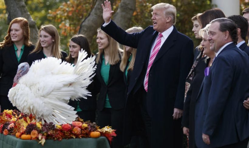 Trump pardons Thanksgiving turkey – live-stream