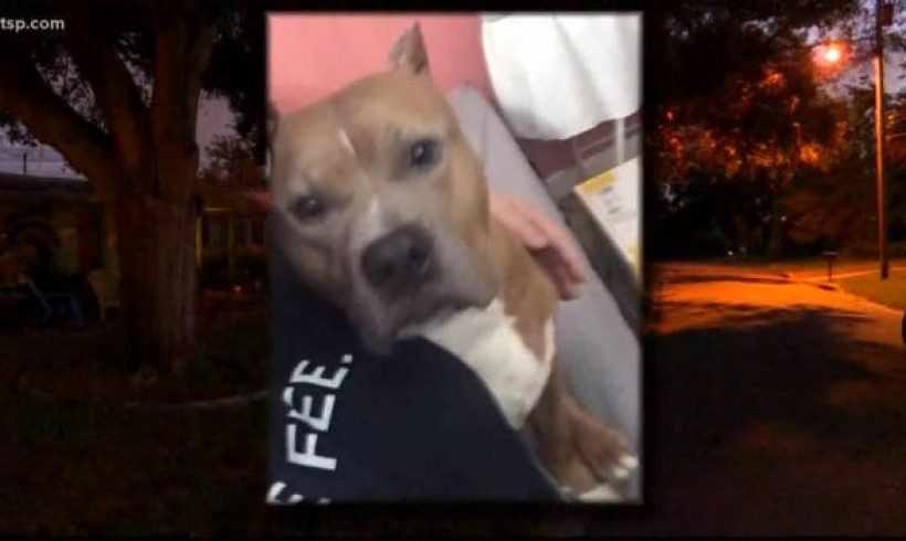 Pregnant woman takes action when pit bull attacks